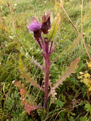 Cirsium acaule esculentum