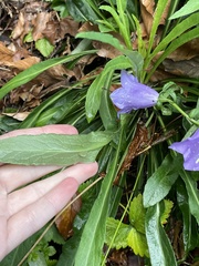 Campanula persicifolia