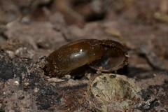 Aegopinella nitidula