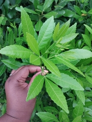 Allophylus natalensis