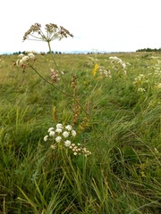 Cenolophium denudatum