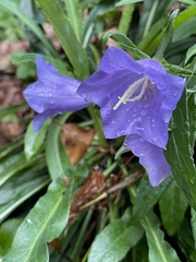 Campanula persicifolia
