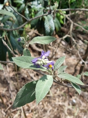Solanum granulosoleprosum