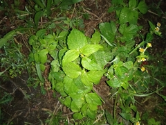 Galinsoga parviflora