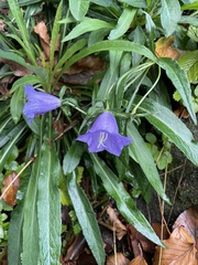 Campanula persicifolia