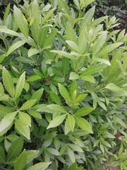 Allophylus natalensis