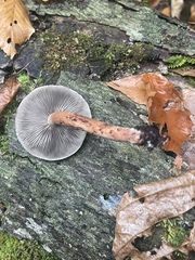 Hypholoma lateritium