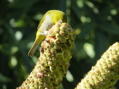 Zosterops virens capensis