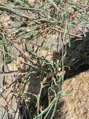 Convolvulus