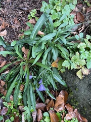 Campanula persicifolia