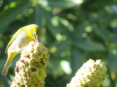 Zosterops virens capensis