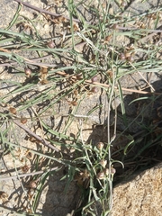 Convolvulus