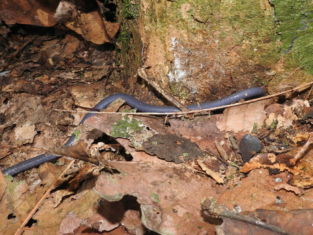 Congo Caecilians