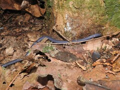 Gymnophiona