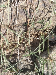 Convolvulus