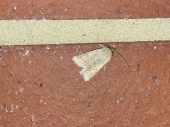 Helicoverpa punctigera