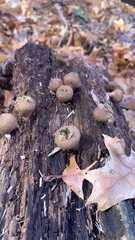 Apioperdon pyriforme