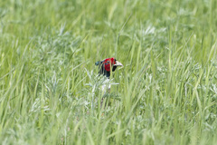 Phasianus colchicus pallasi