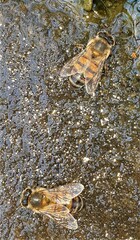 Apis mellifera scutellata