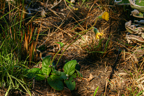 Gerbera ambigua image