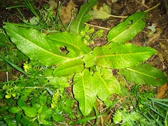 Rumex obtusifolius