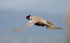 Phasianus colchicus pallasi