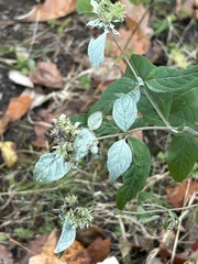 Pycnanthemum incanum