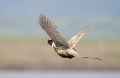 Phasianus colchicus pallasi