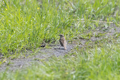Emberiza