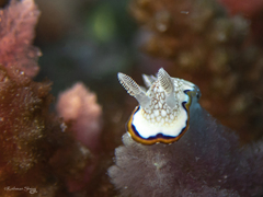 Goniobranchus obsoletus