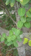 Cynanchum obtusifolium