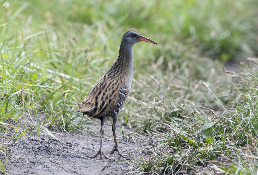 Brown-Cheeked Rail