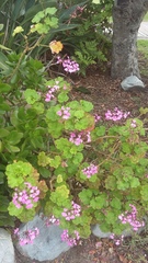 Pelargonium zonale
