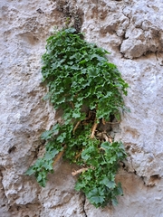 Campanula fenestrellata fenestrellata