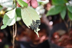 Doleschallia bisaltide