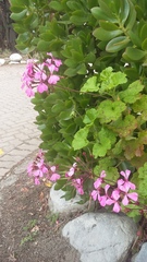 Pelargonium zonale