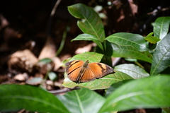 Doleschallia bisaltide