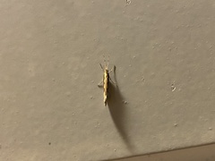 Plutella xylostella-australiana