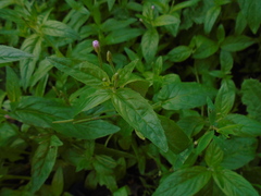 Epilobium parviflorum