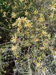 Gnidia squarrosa
