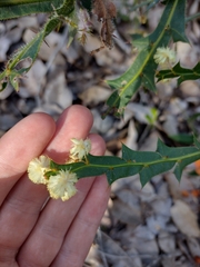 Acacia alata