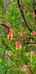Erica discolor