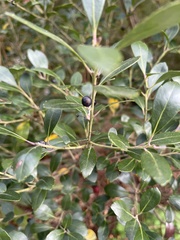 Ilex glabra