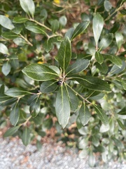 Ilex glabra
