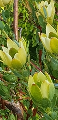 Leucadendron discolor × gandogeri