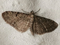Eupithecia