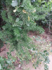 Asparagus