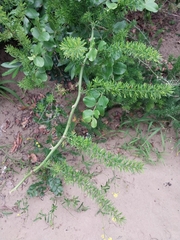 Asparagus