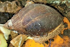 Lissachatina immaculata