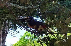 Pteroglossus torquatus